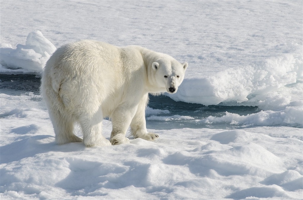 Observation des ours polaires - &copy;Nathalie Neyrolles