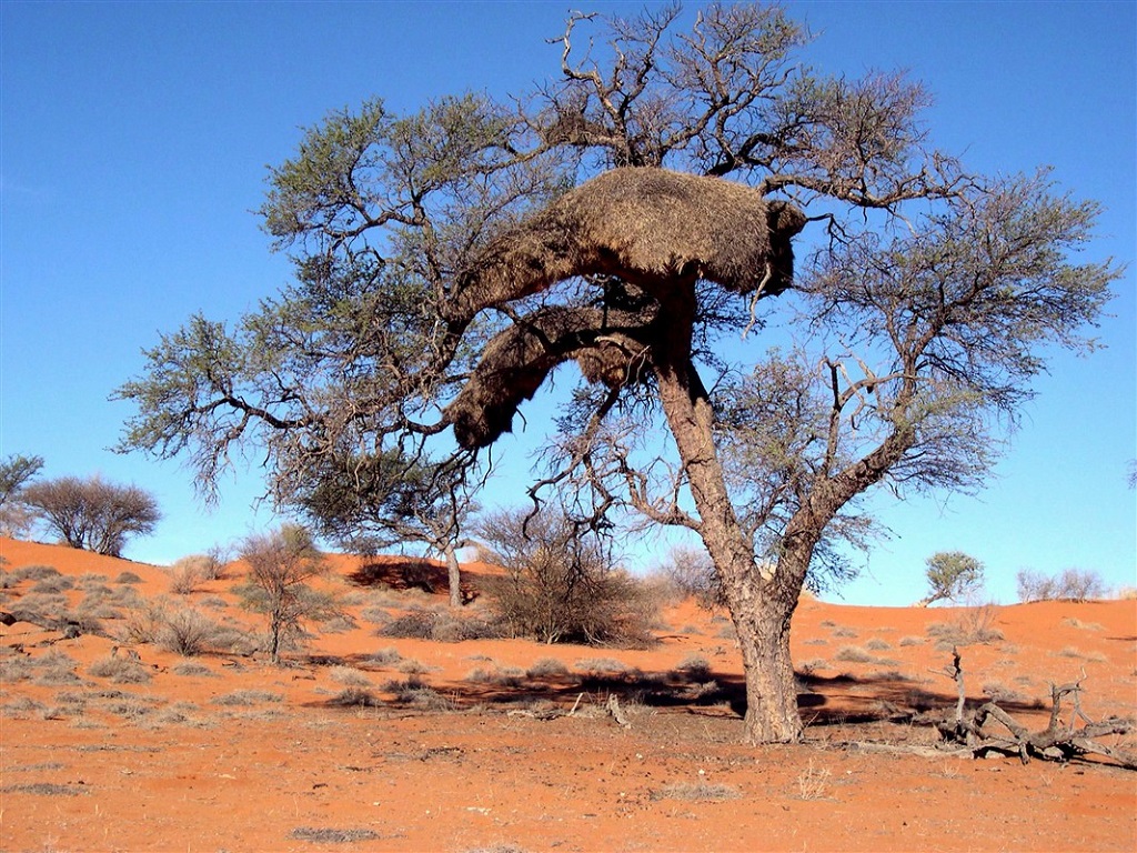 D&eacute;sert du Kalahari - Namibie