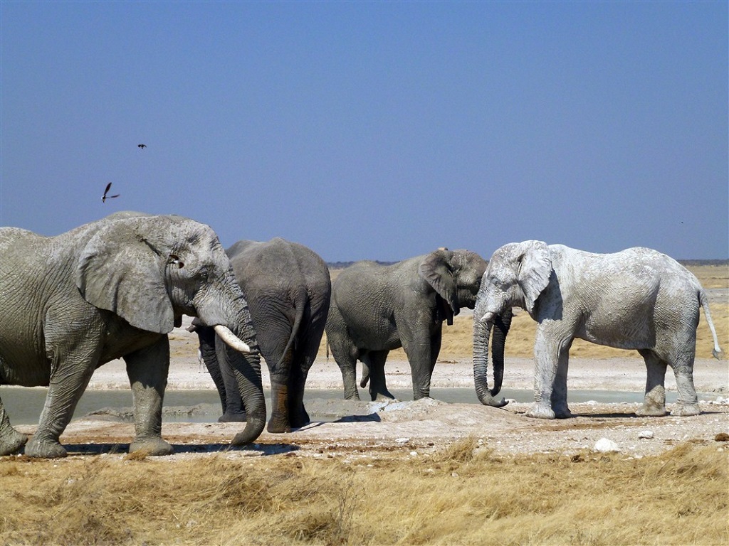 &Eacute;l&eacute;phants, parc d'Etosha
