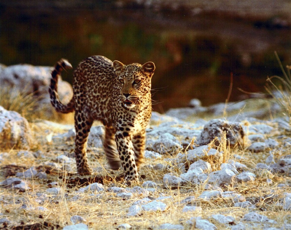 L&eacute;opard, parc d'Etosha