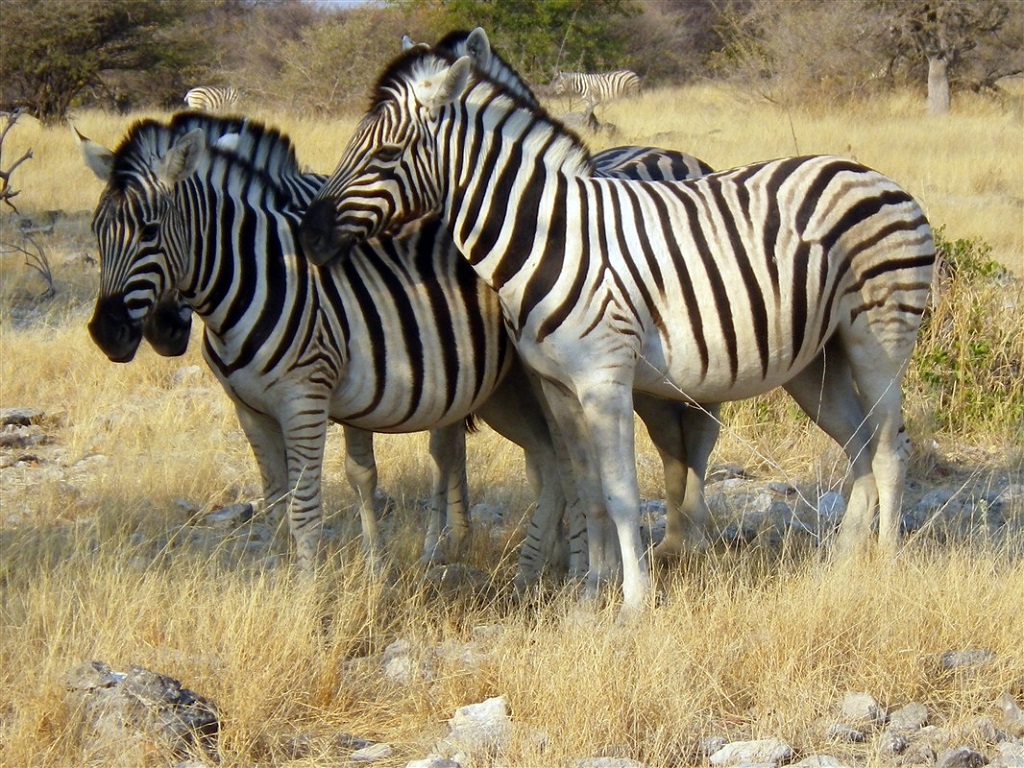 Z&egrave;bres, parc d'Etosha