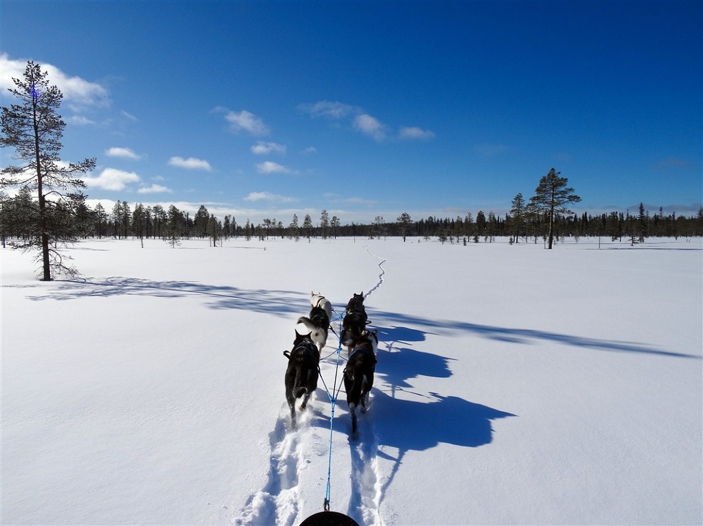 Chiens de traîneau - Finlande - ©Yvonne Hofschneider Chiens de traîneau - Finlande