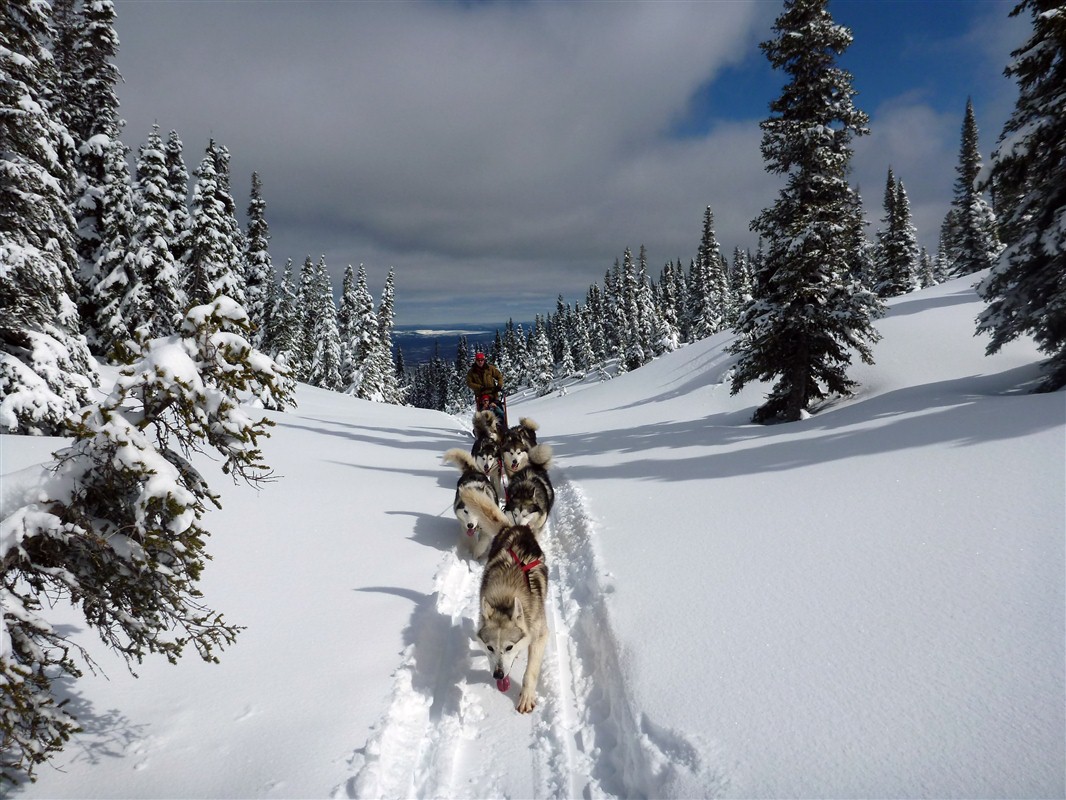 Traîneau à chiens, Canada - ©Gilles Granal Traîneau à chiens, Canada