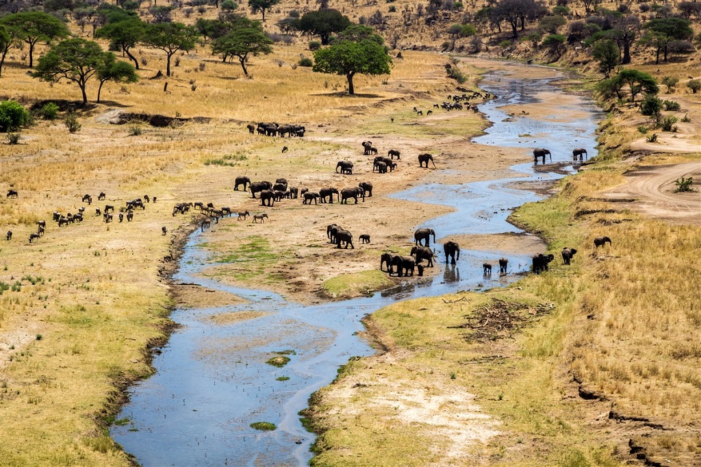 El&eacute;phants, Parc national du Tarangire, Tanzanie