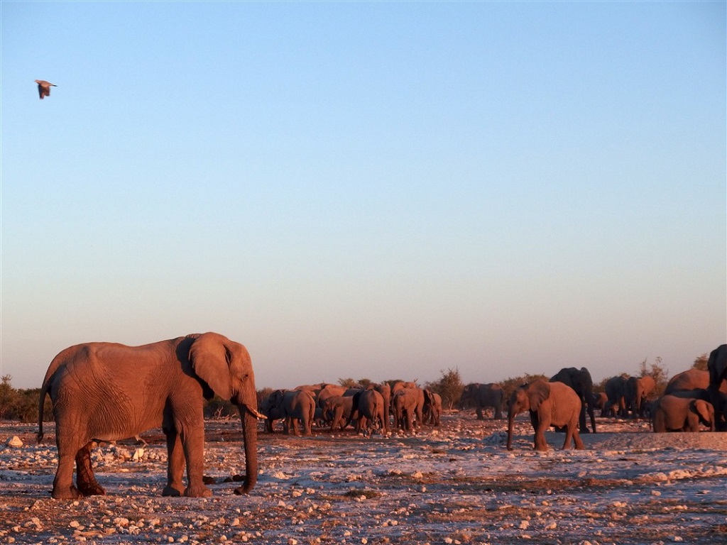 Parc national d&rsquo;Etosha - Kunene - Namibie