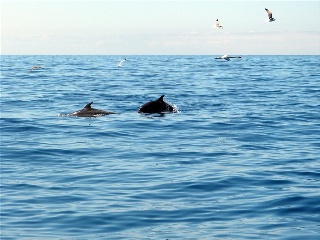 Sortie d'observation des petites baleines globicéphales et dauphins, Tenerife - ©Marianne Furlani Sortie d'observation des petites baleines globicéphales et dauphins, Tenerife