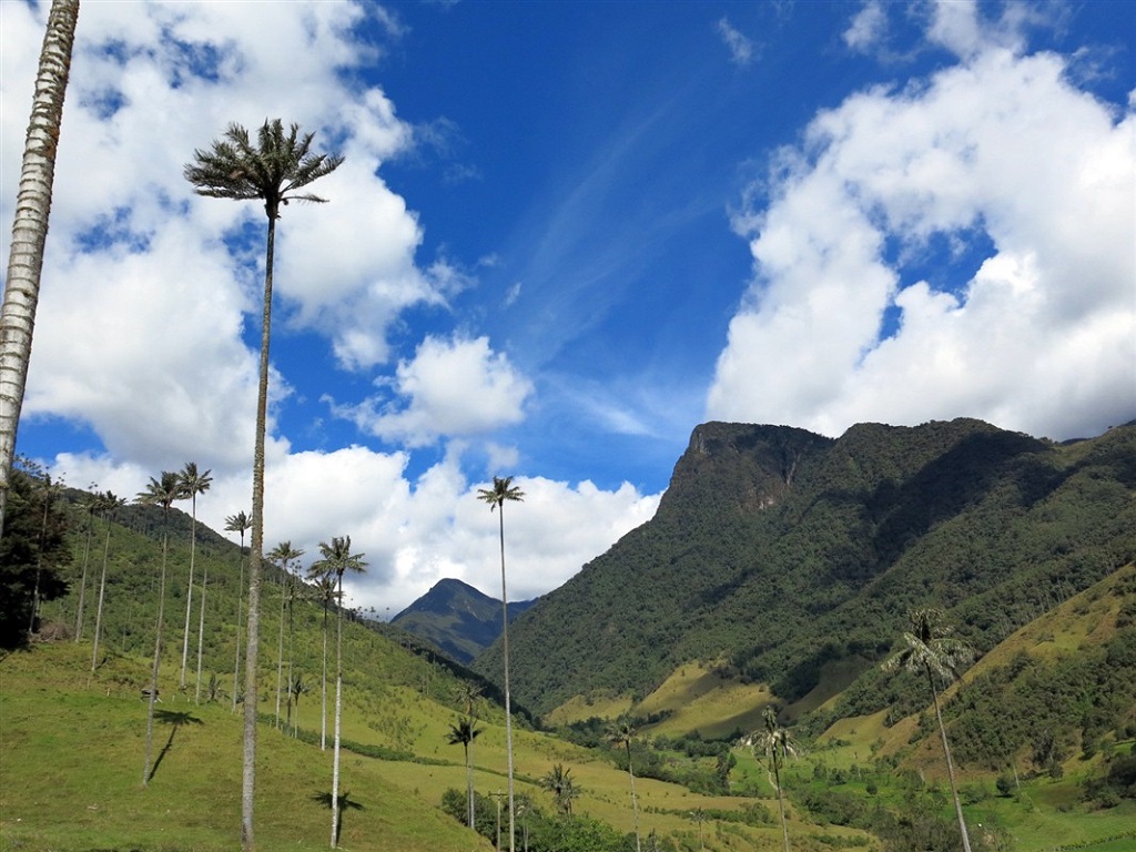 Vall&eacute;e de Cocora