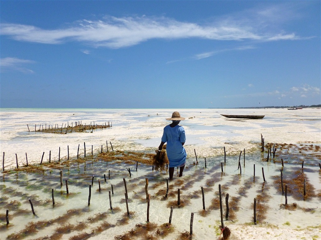 Phycoculture &agrave; Zanzibar - &copy;Valentin Poitte