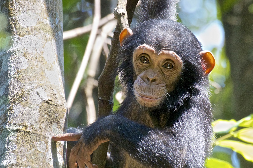 Chimpanz&eacute;, Rwanda
