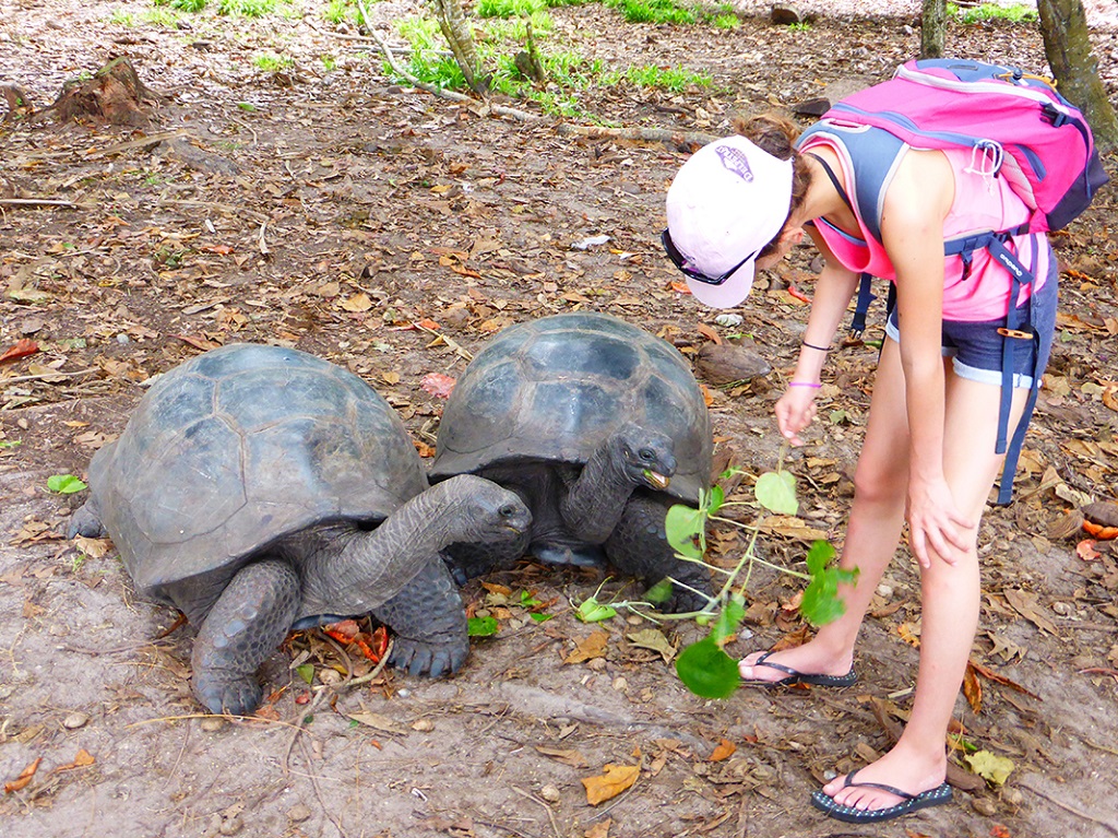 Tortues terrestres sur l'île de Curieuse - ©Julie Waydelich Tortues terrestres sur l'île de Curieuse