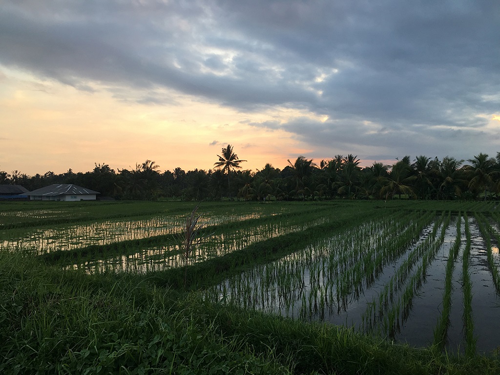 Rizi&egrave;res entre Sanur et Belimbing