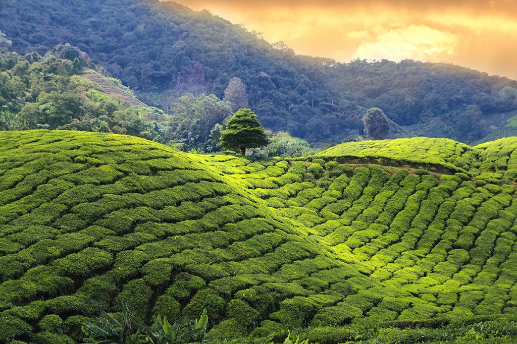 Coucher de soleil sur les plantations de th&eacute; - Sri Lanka