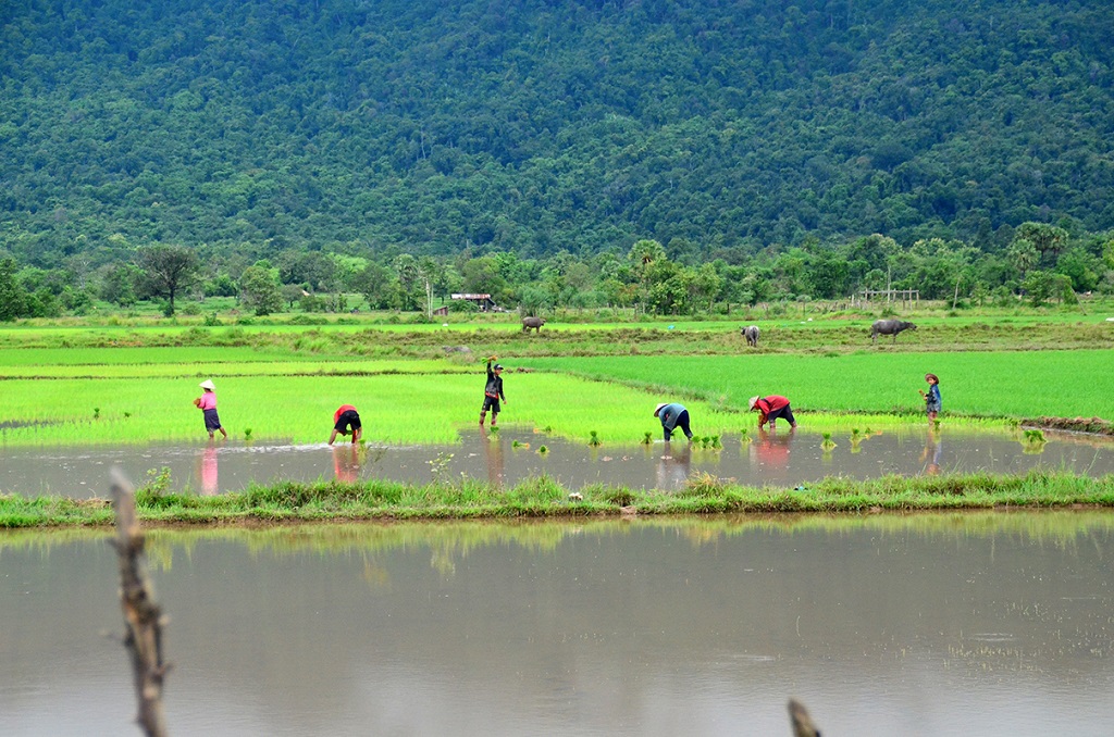 Balade dans les rizières près de Vat Phou - Laos - ©Rémi Lasseigne Balade dans les rizières près de Vat Phou - Laos