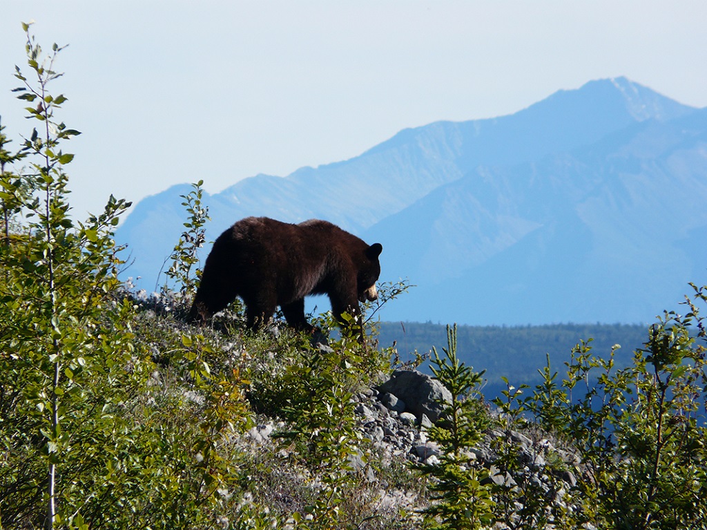 Observation d'un jeune grizzli, en Alaska - ©Joël Le Coz Observation d'un jeune grizzli, en Alaska