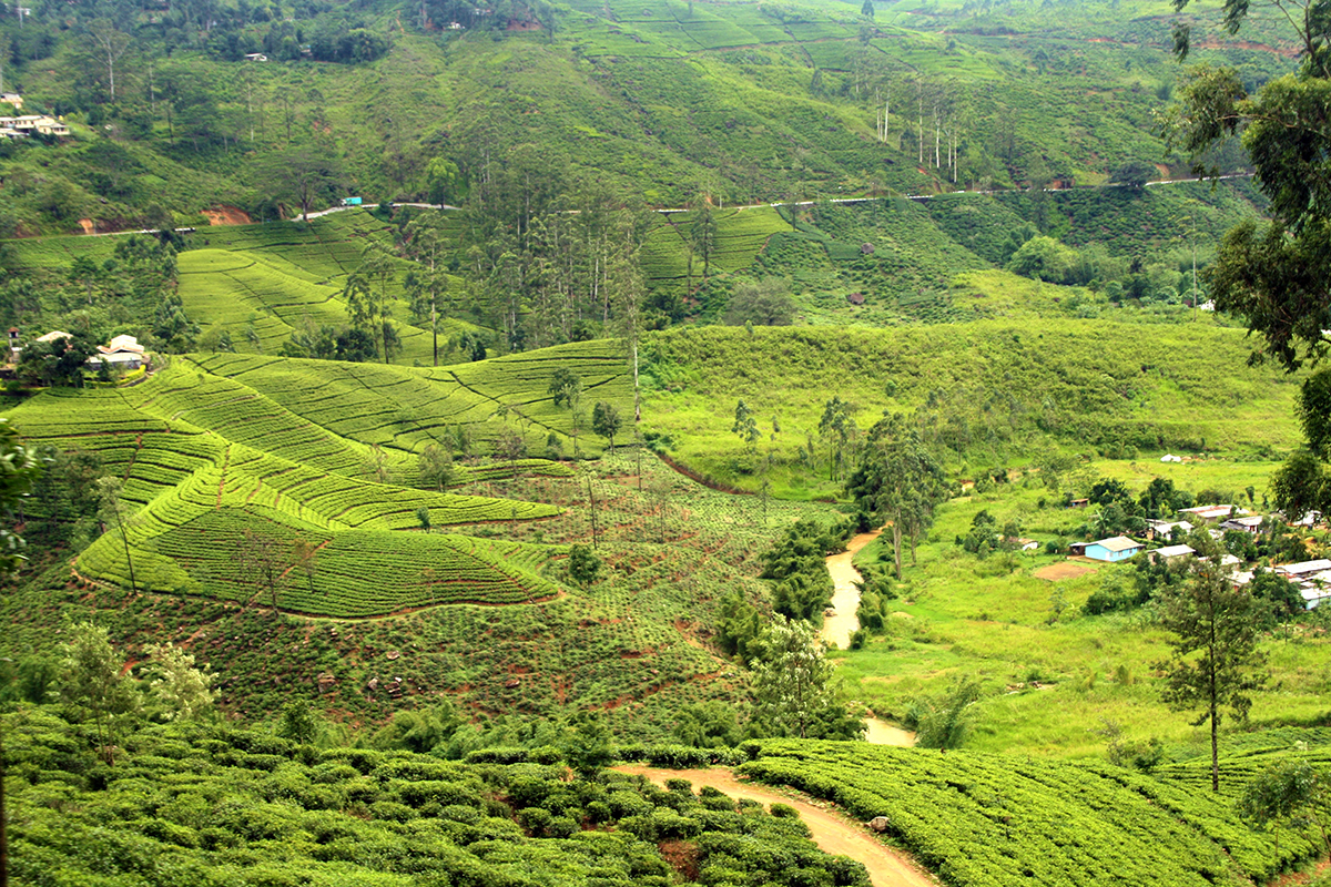 Plantations de th&eacute; - Sri Lanka
