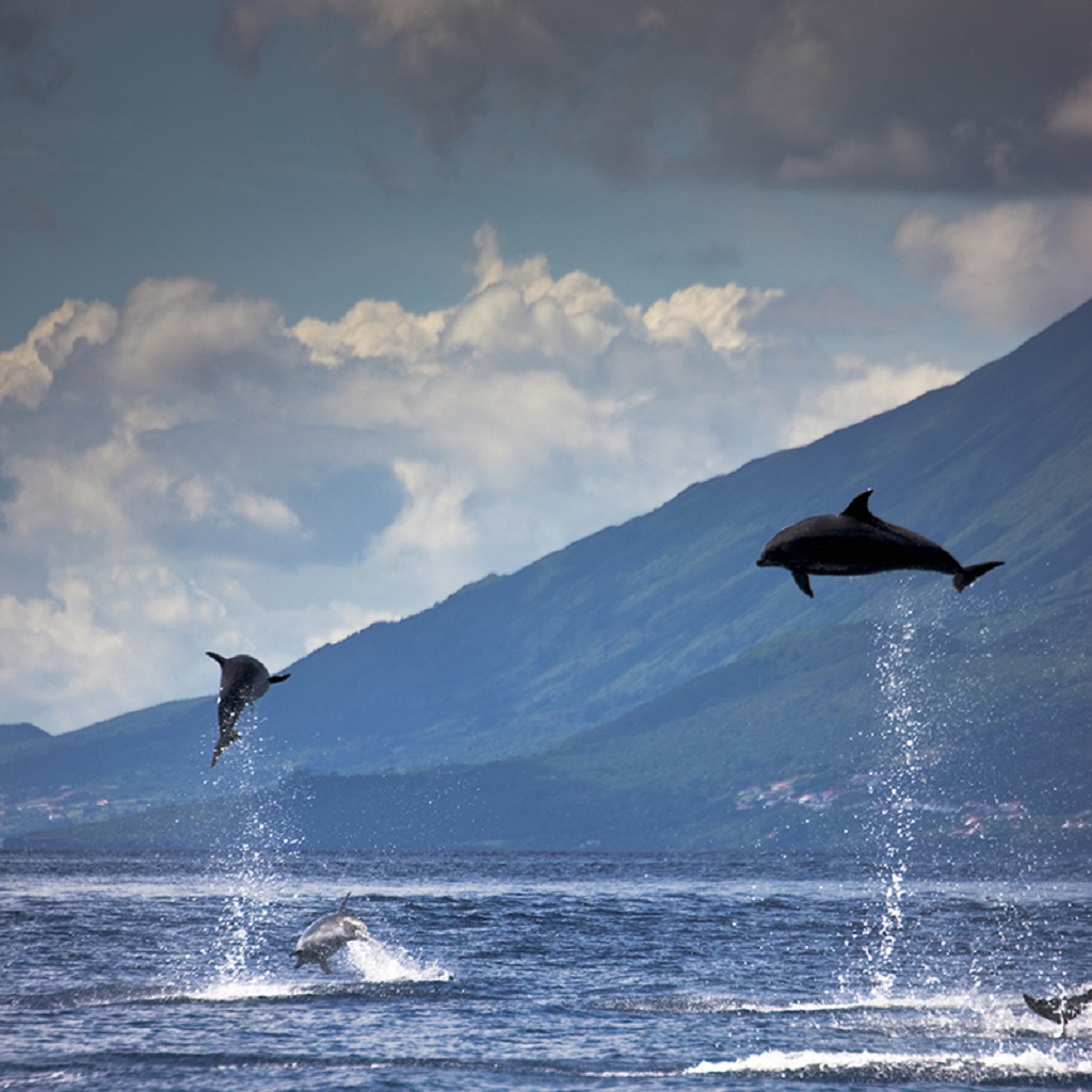 Dauphins sautant dans l'oc&eacute;an Atlantique - A&ccedil;ores, Portugal
