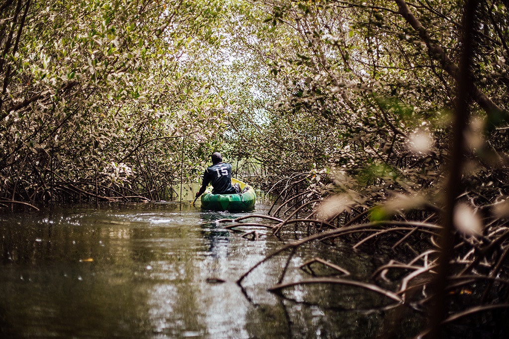 Kayak &agrave; travers la mangrove