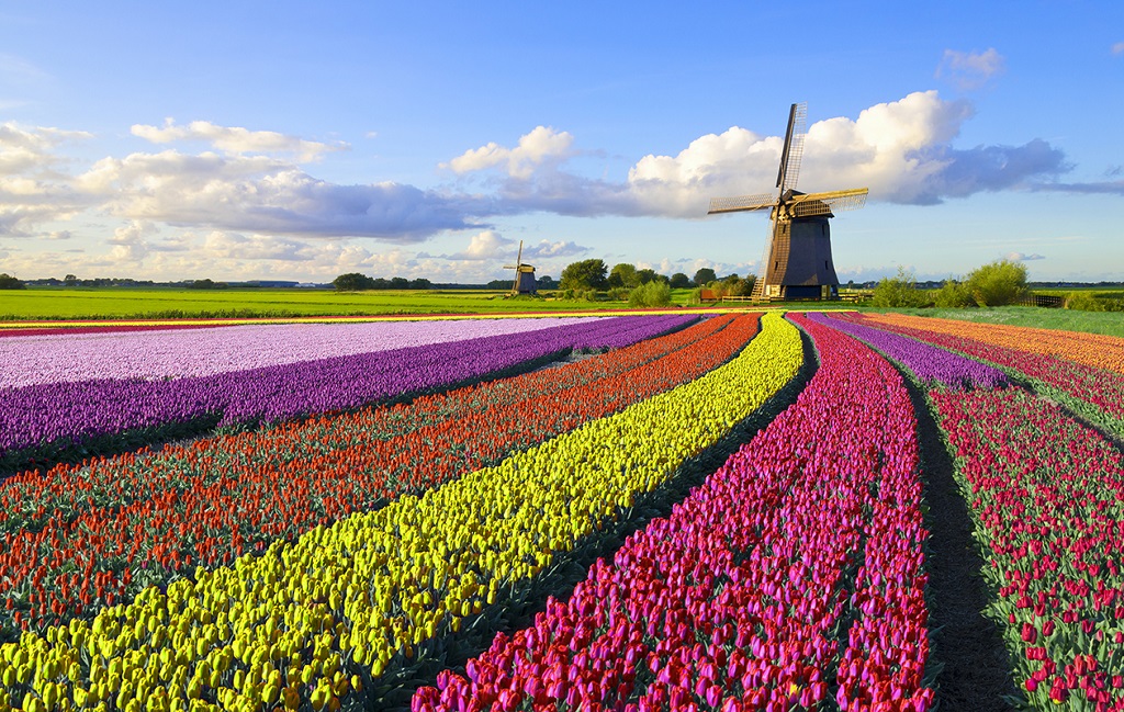 Les couleurs vives des champs de tulipes - ©JacobH / iStock Les couleurs vives des champs de tulipes