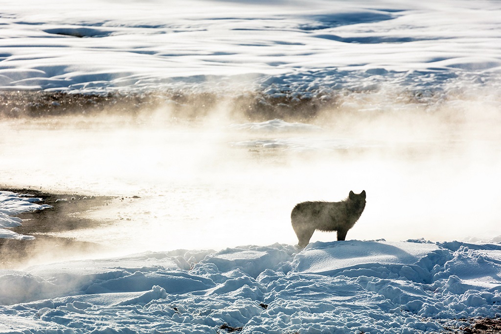 Loup, Yellowstone, Etats-Unis - ©Emma Beraut / Flickr Loup, Yellowstone, Etats-Unis