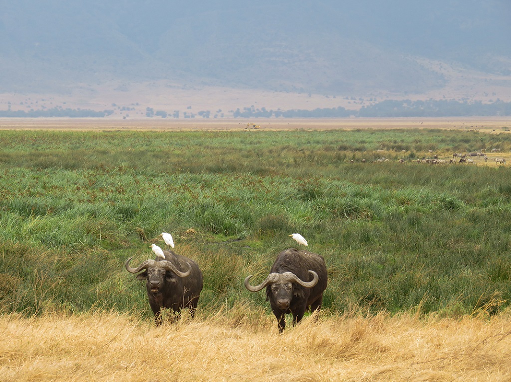Dans crat&egrave;re du Ngorongoro - &copy;Sandrine Perrot