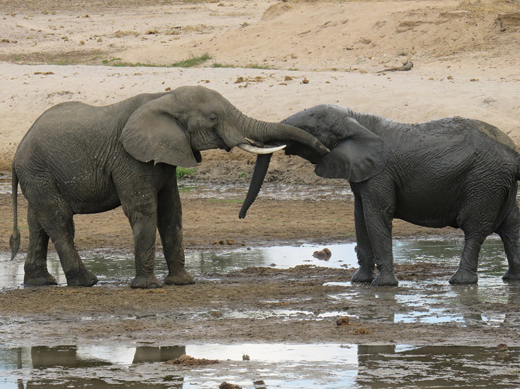 Les &eacute;l&eacute;phants dans le parc du Tarangire - &copy;Sandrine Perrot