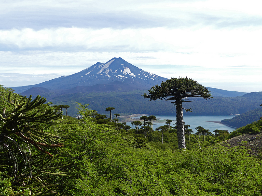 Vue sur le volcan Llaima, Parc national Conguill&iacute;o - &copy;Marianne Furlani