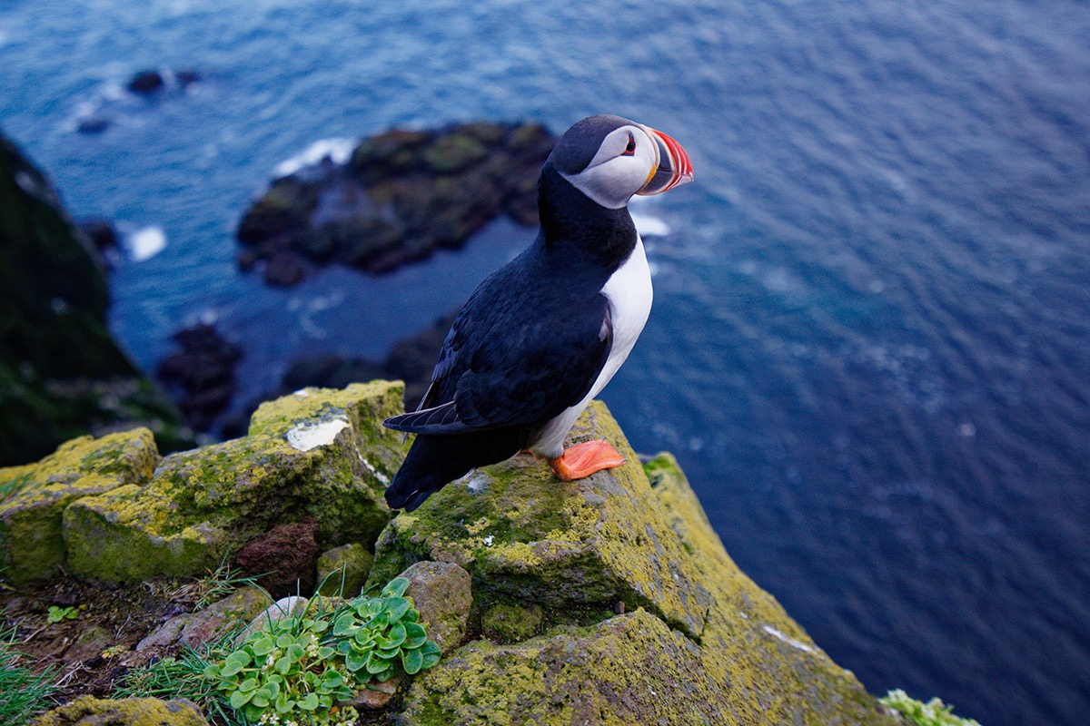 Macareux moine - &copy;Antonin Bergerat