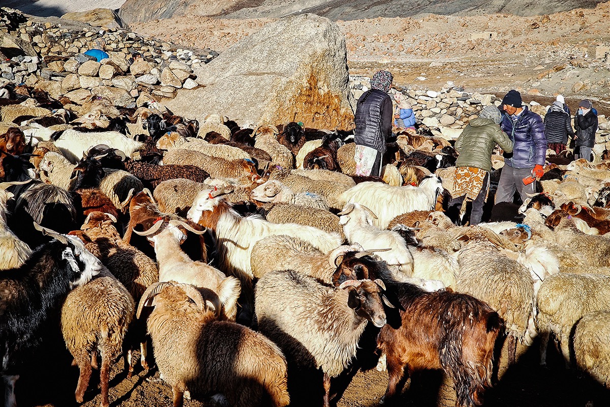 Aux côtés des bergers pendant la transhumance - ©Daniel Le Cunff Aux côtés des bergers pendant la transhumance - ©Daniel Le Cunff