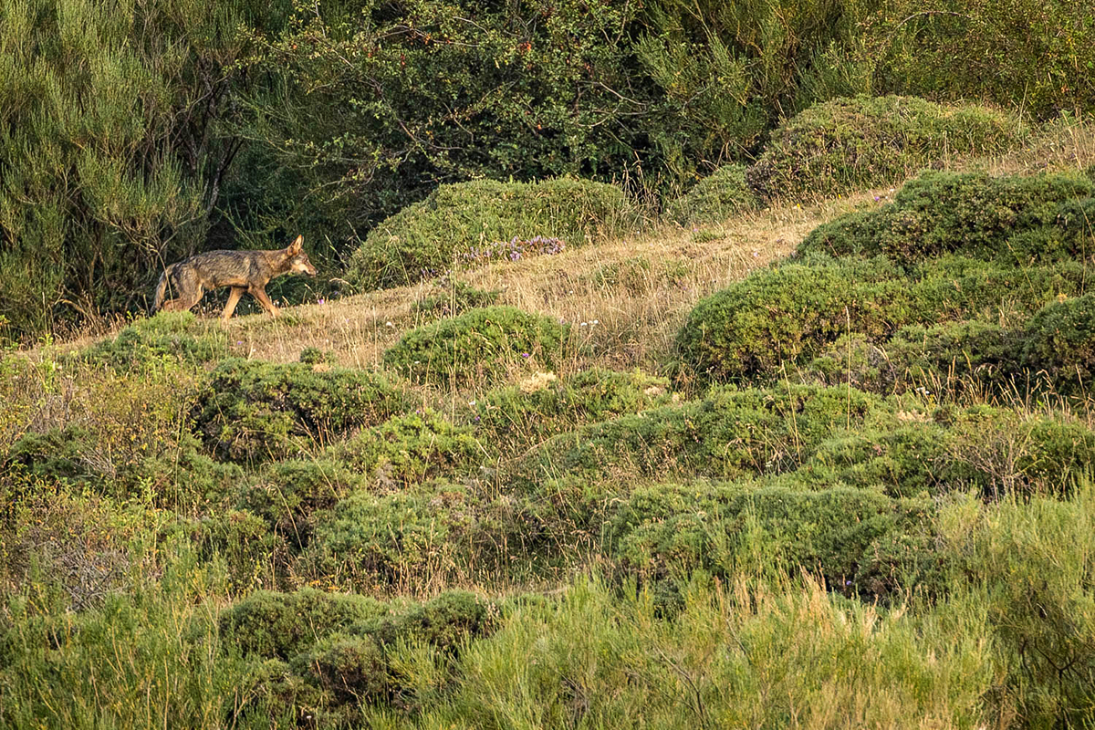 Les loups sont pr&eacute;sents dans la cordilli&egrave;re Cantabrique mais il est rare de pouvoir les observer &copy; Edgar_Madrenys