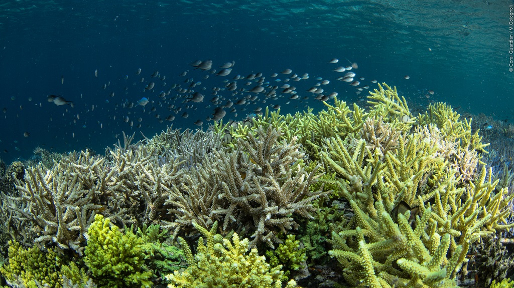 Zone de restauration corallienne âgée de 24 mois environ - ©Coral Guardian Zone de restauration corallienne âgée de 24 mois environ