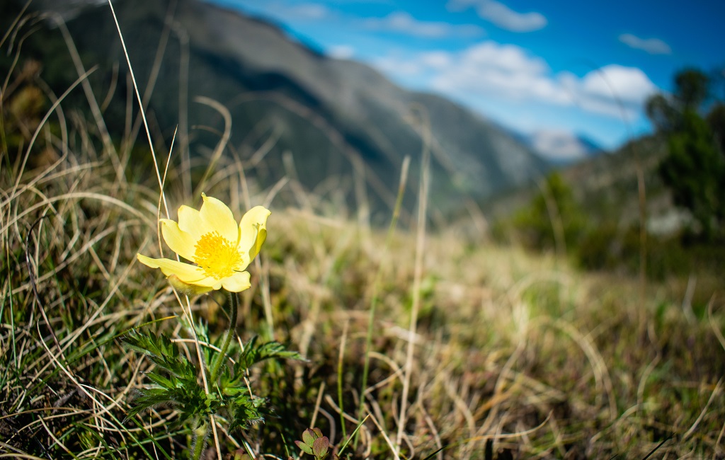 La corolle jaune de pulsatille des Alpes se rencontre aussi en Andorre, au cœur de la chaîne pyrénéenne - ©Olly_plu /Adobe Stock La corolle jaune de pulsatille des Alpes se rencontre aussi en Andorre, au cœur de la chaîne pyrénéenne - ©Olly_plu /Adobe Stock
