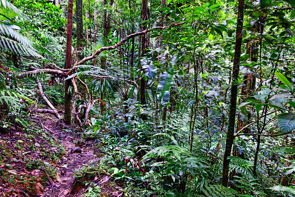 Forêt tropicale - ©stevegeer Forêt tropicale