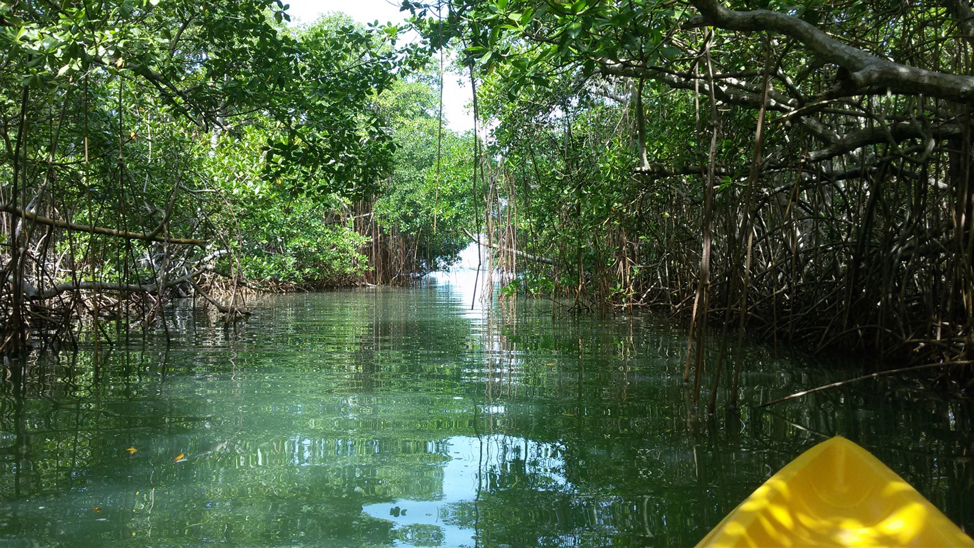 Mangroves - ©Emilie Drouet Mangroves