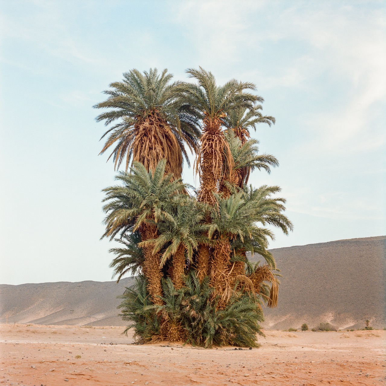 ©M’hammed Kilito ©M’hammed Kilito