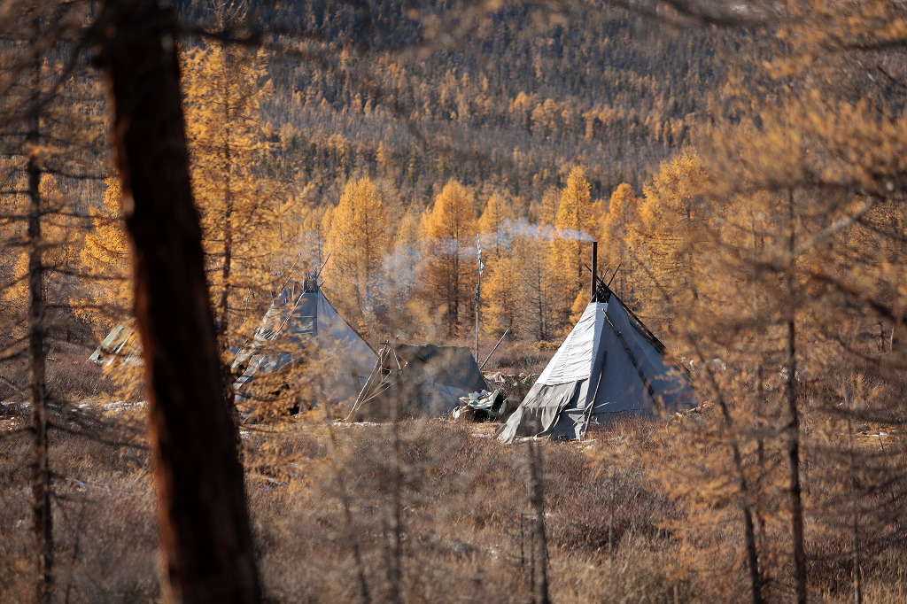 Des tipis se dressent en bordure de ta&iuml;ga. &Agrave; l&rsquo;arriv&eacute;e des premi&egrave;res neiges, les Tsaatan quitteront les lieux pour dresser leurs tipis au camp d&rsquo;hiver, &agrave; quelques kilom&egrave;tres de l&agrave; - &copy;Brice Portolano
