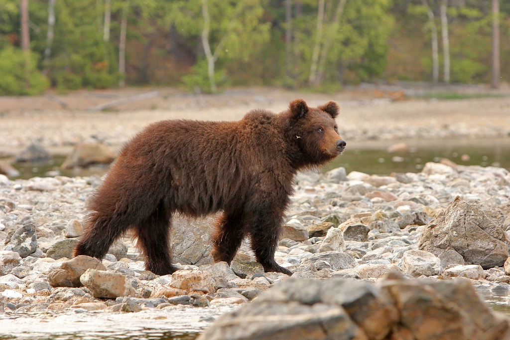 Le plus grand pr&eacute;dateur de la for&ecirc;t. Le soir, les ours guettent les trichopt&egrave;res le long du rivage. &Agrave; minuit, bien rassasi&eacute;s, ils retournent dans la ta&iuml;ga pour r&eacute;appara&icirc;tre &agrave; l&rsquo;aube. - &copy;Sergey Shitikov