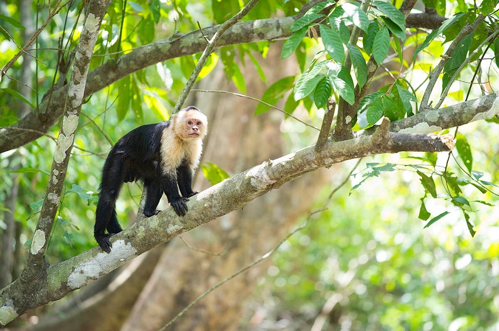 Sapajou capucin (Cebus capucinus), rivi&egrave;re T&eacute;rraba - &copy;Christophe Migeon