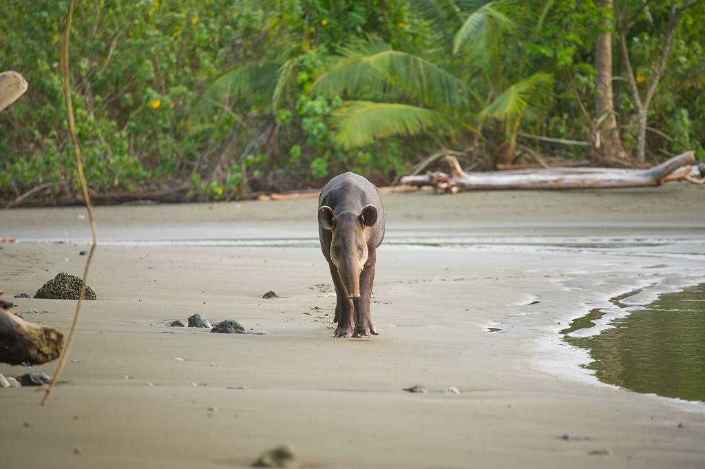 Tapir de Baird. Parc national Corcovado. - &copy;Christophe Migeon
