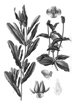 Photomageton