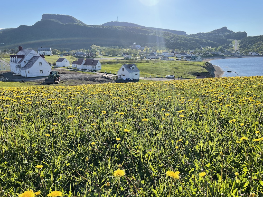 Les champs de pissenlits et les maisons du village de Percé - ©Océane Martinez Les champs de pissenlits et les maisons du village de Percé - ©Océane Martinez