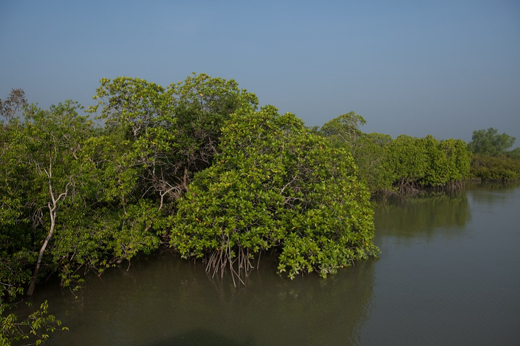 Les Sundarbans : l'une des derni&egrave;res grandes zones de mangrove du monde, dot&eacute;e d'une biodiversit&eacute; exceptionnelle avec une flore et une faune tr&egrave;s riches comprenant en particulier le tigre du Bengale.