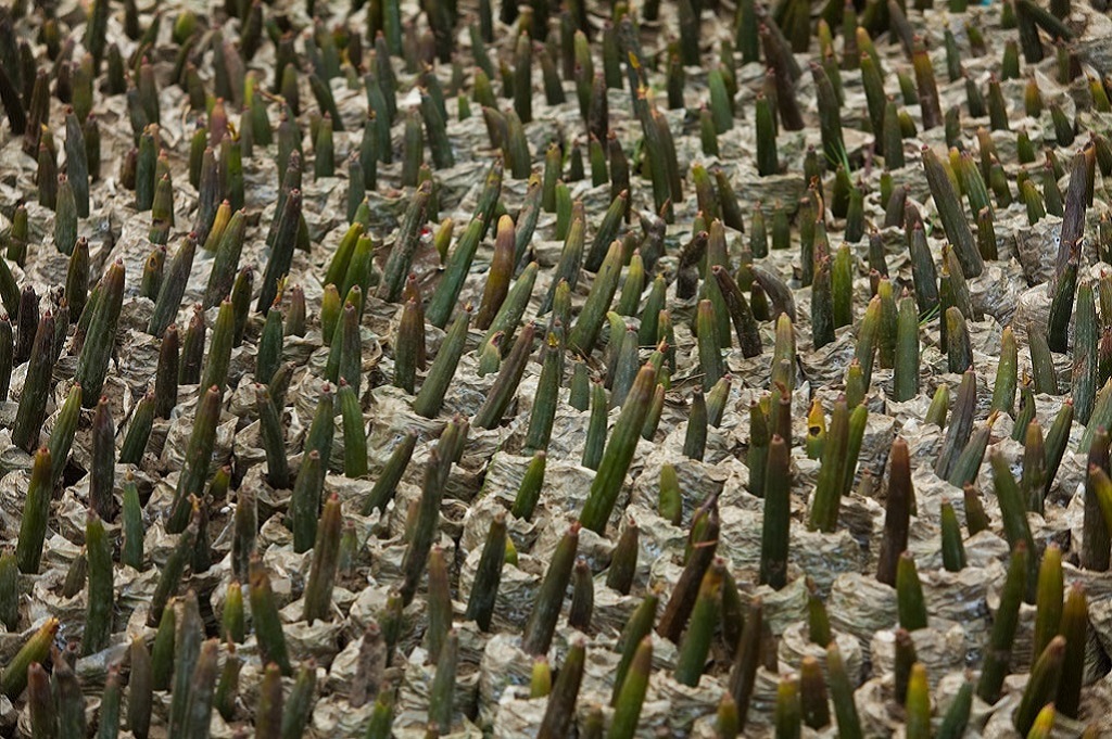 Les propagules de pal&eacute;tuviers : les graines sont mises en nourrice et attendent d'&ecirc;tre replant&eacute;es dans la mangrove