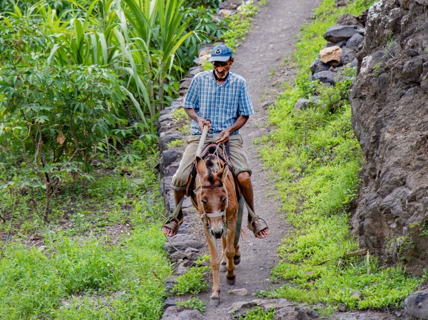 Un agriculteur monte sa mule, houe &agrave; la main, pour se d&eacute;placer entre ses champs. - &copy;Th&eacute;o Lautrey