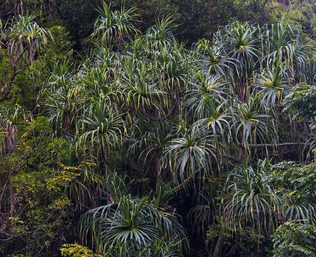 La Hana Highway : l'une des routes les plus photogéniques du monde, bordée voire recouverte par endroits d'une végétation luxuriante, se cache sur l'île de Maui. - ©Solveig Placier La Hana Highway : l'une des routes les plus photogéniques du monde, bordée voire recouverte par endroits d'une végétation luxuriante, se cache sur l'île de Maui. - ©Solveig Placier