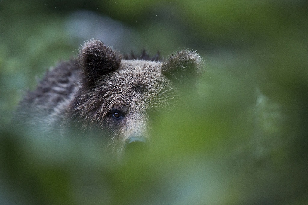 Face-&agrave;-face intense avec l'ours : sans un bruit, il me fixe, me juge, me regarde. Il me toise un long moment, &agrave; une vingtaine de m&egrave;tres seulement de mon filet de camouflage.