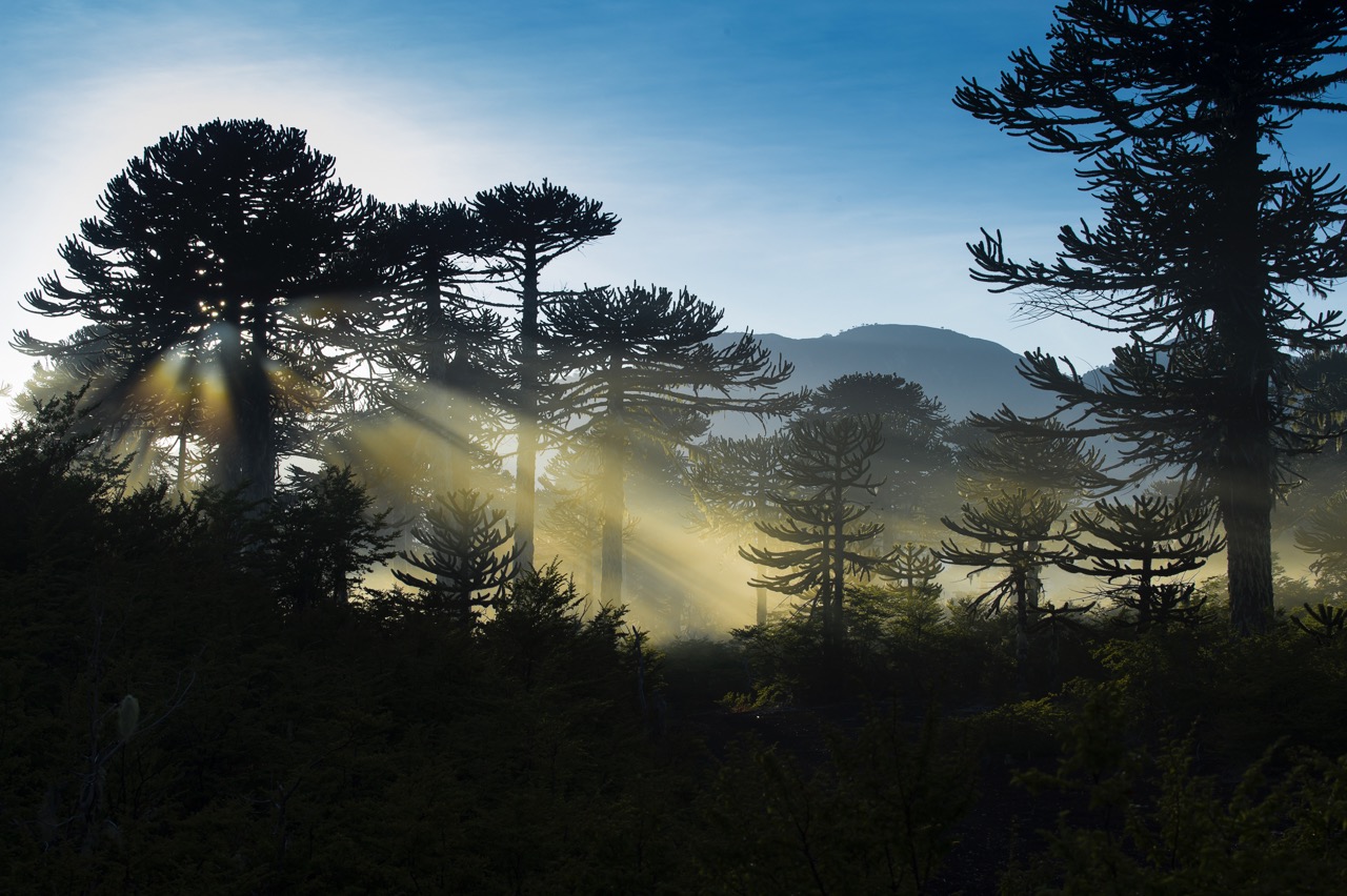 Araucarias pr&egrave;s du lac Conguill&iacute;o dans la brume du petit matin - &copy;Christophe Migeon