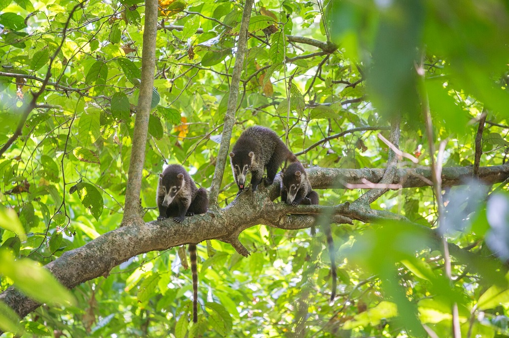 Coati &agrave; nez blanc (Nasua narica). Parc national Corcovado. - &copy;Christophe Migeon