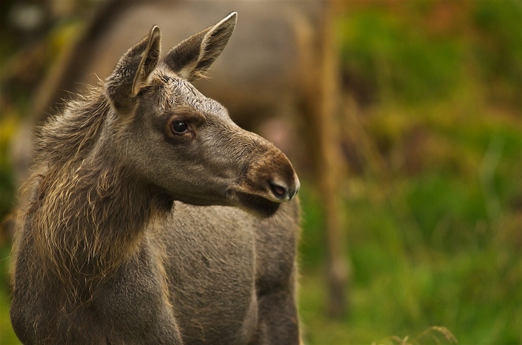 &Eacute;lan - &copy;Roger Brendhagen 