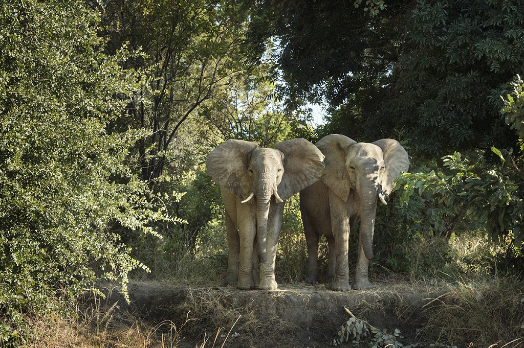Éléphants en Éthiopie - ©Janette Hill - Robertharding - Photononstop Éléphants en Éthiopie