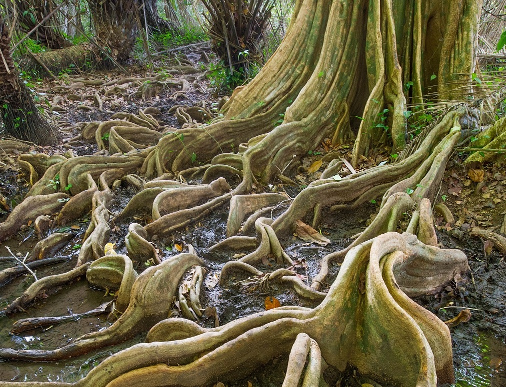 Les racines d&rsquo;un arbre &laquo; sangrio &raquo; - &copy;Christophe Migeon